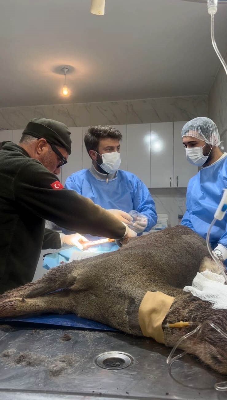 Karab&uuml;k&rsquo;te aracın &ccedil;arptığı karaca ameliyat edildi
