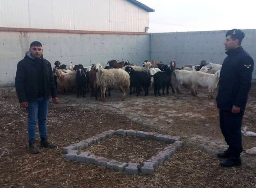 &Ccedil;alınan koyunlar jandarma tarafından bulundu
