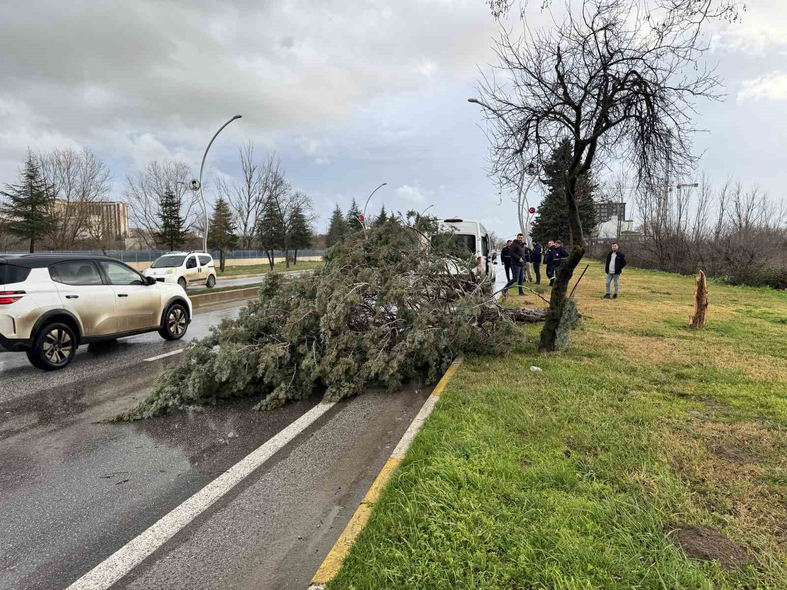 Edirne’de fırtına ağaçları devirdi
