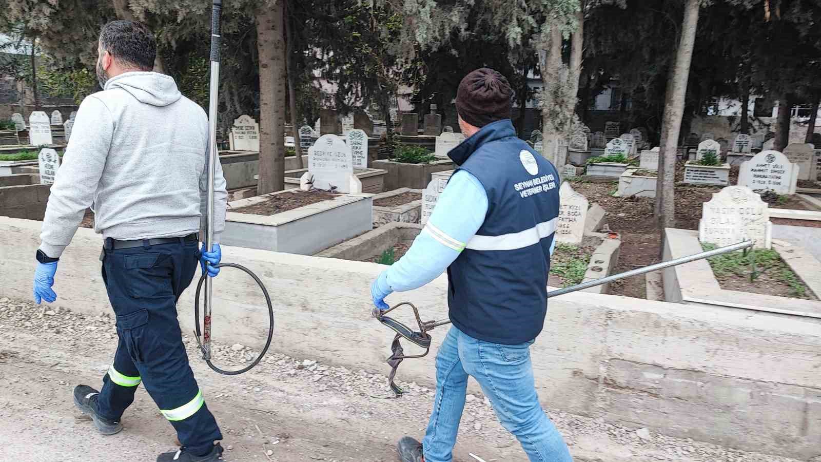 Adana’da sokak köpeği endişesi