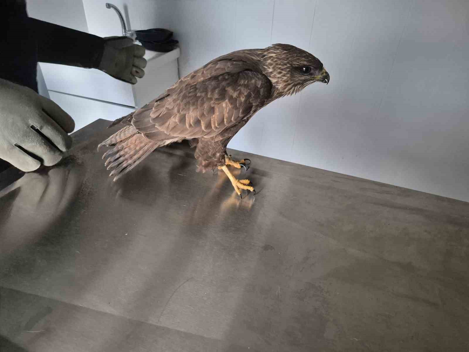 Germencik Belediyesi yaralı şahini tedavi etti