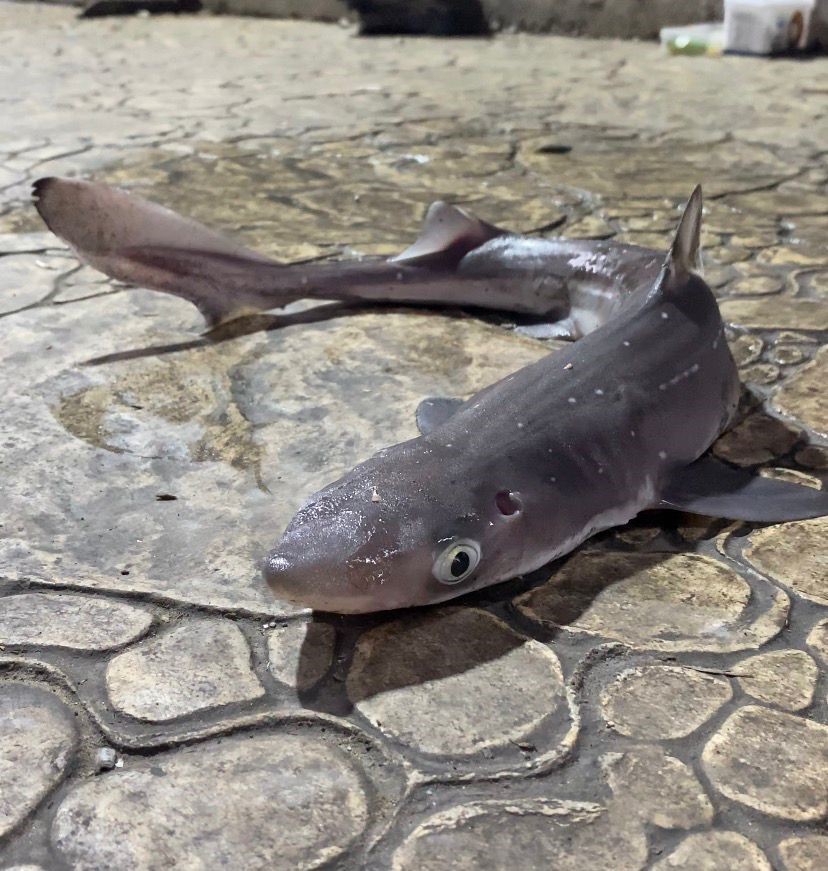 Köpekbalıkları Karadeniz’de ağlardan sonra balıkçıların oltalarına da takılmaya başladı