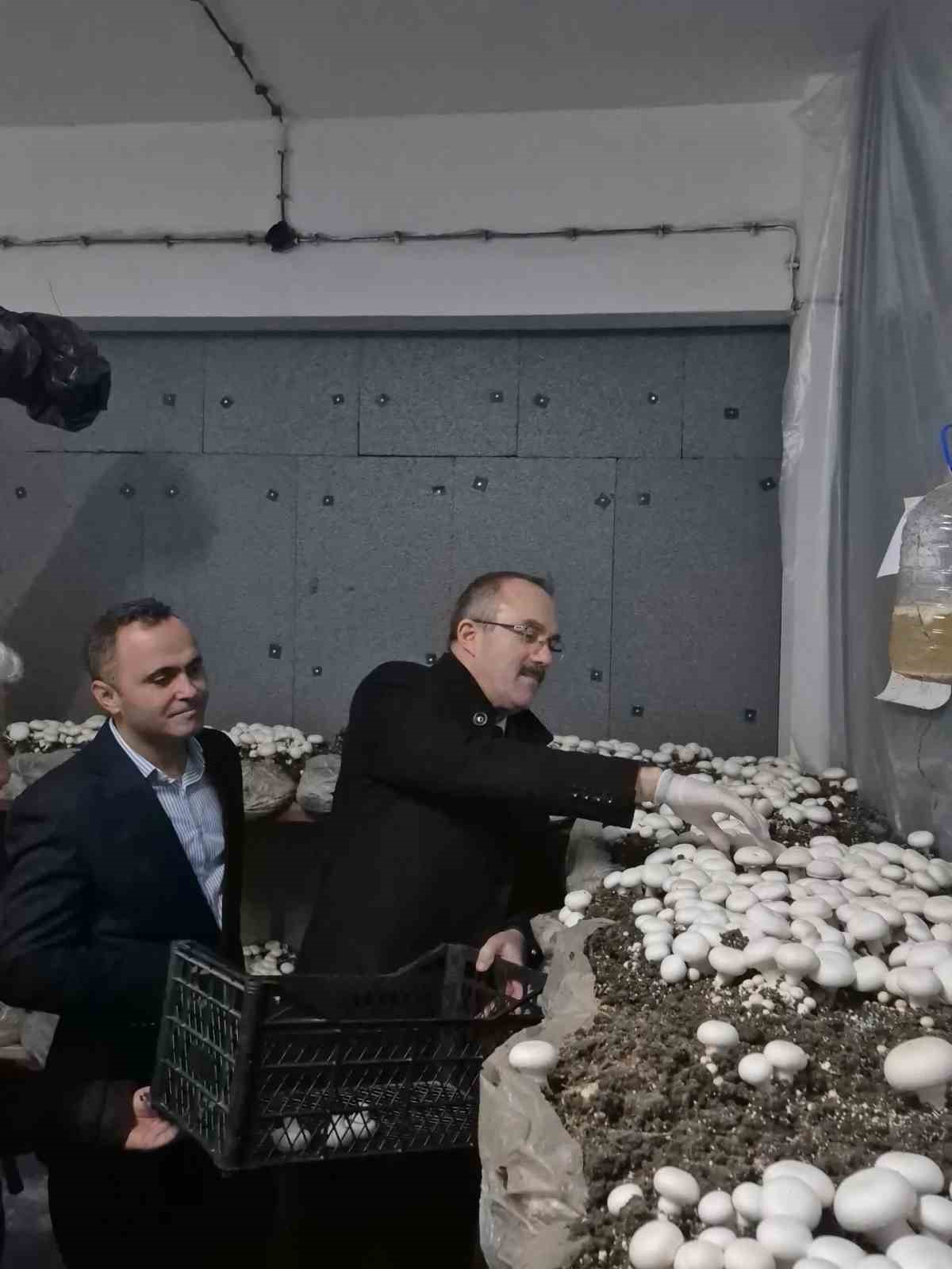 &Ouml;ğrencilerin yetiştirdiği k&uuml;lt&uuml;r mantarı hasadı yapıldı
