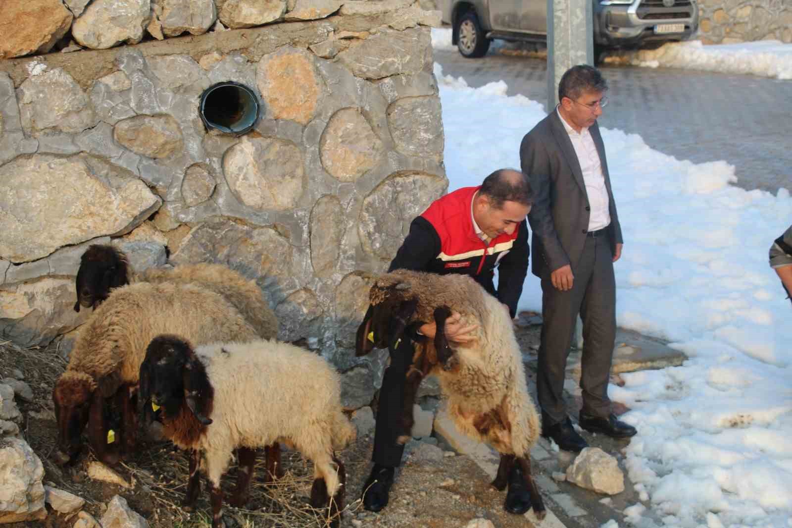 Vahşi hayvan saldırısında 35 koyun telef oldu, devlet yaraları sardı