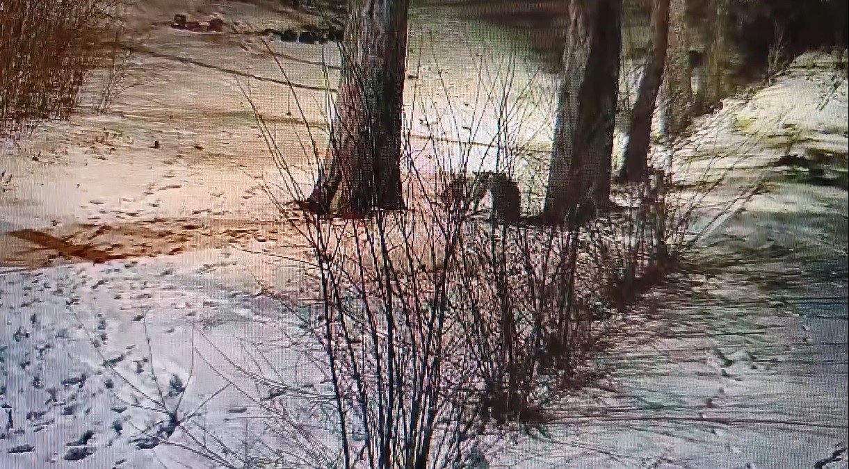 Kars’ta site bahçesinde oyuncu tilkiler görüntülendi