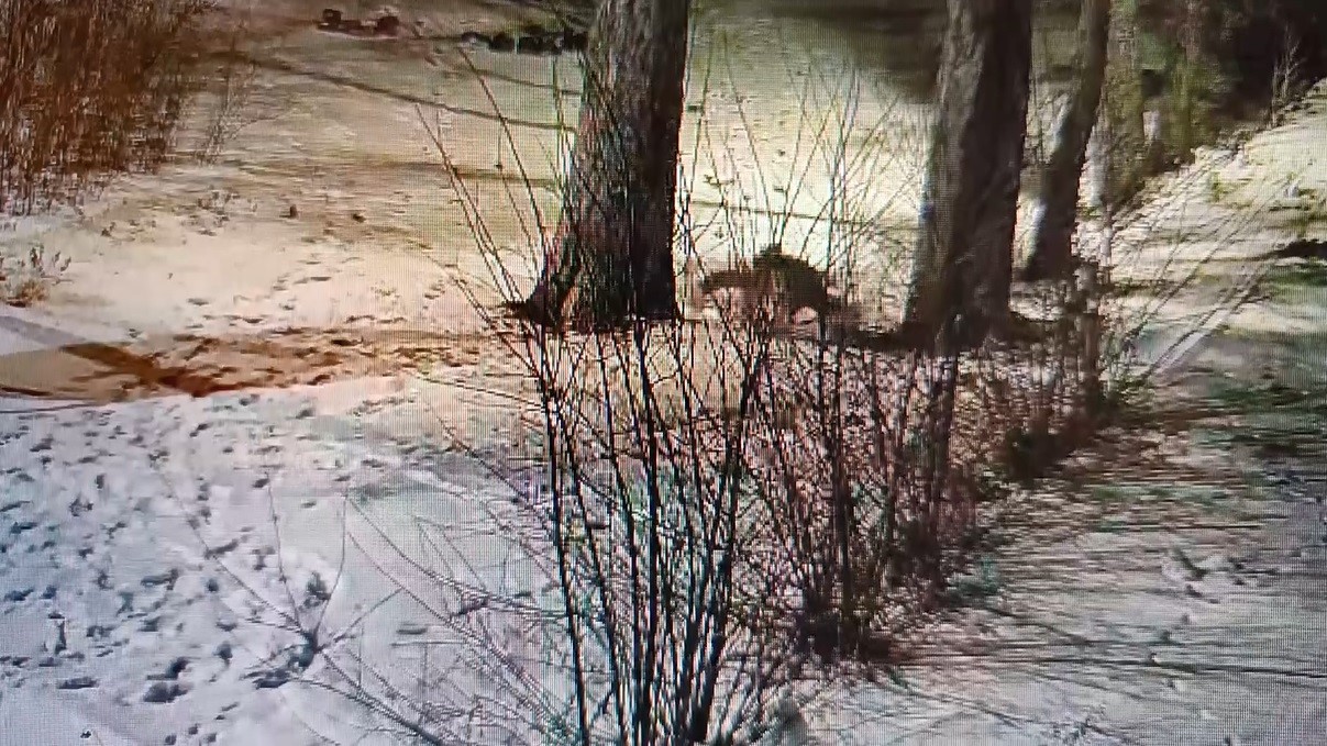 Kars&rsquo;ta site bah&ccedil;esinde oyuncu tilkiler g&ouml;r&uuml;nt&uuml;lendi
