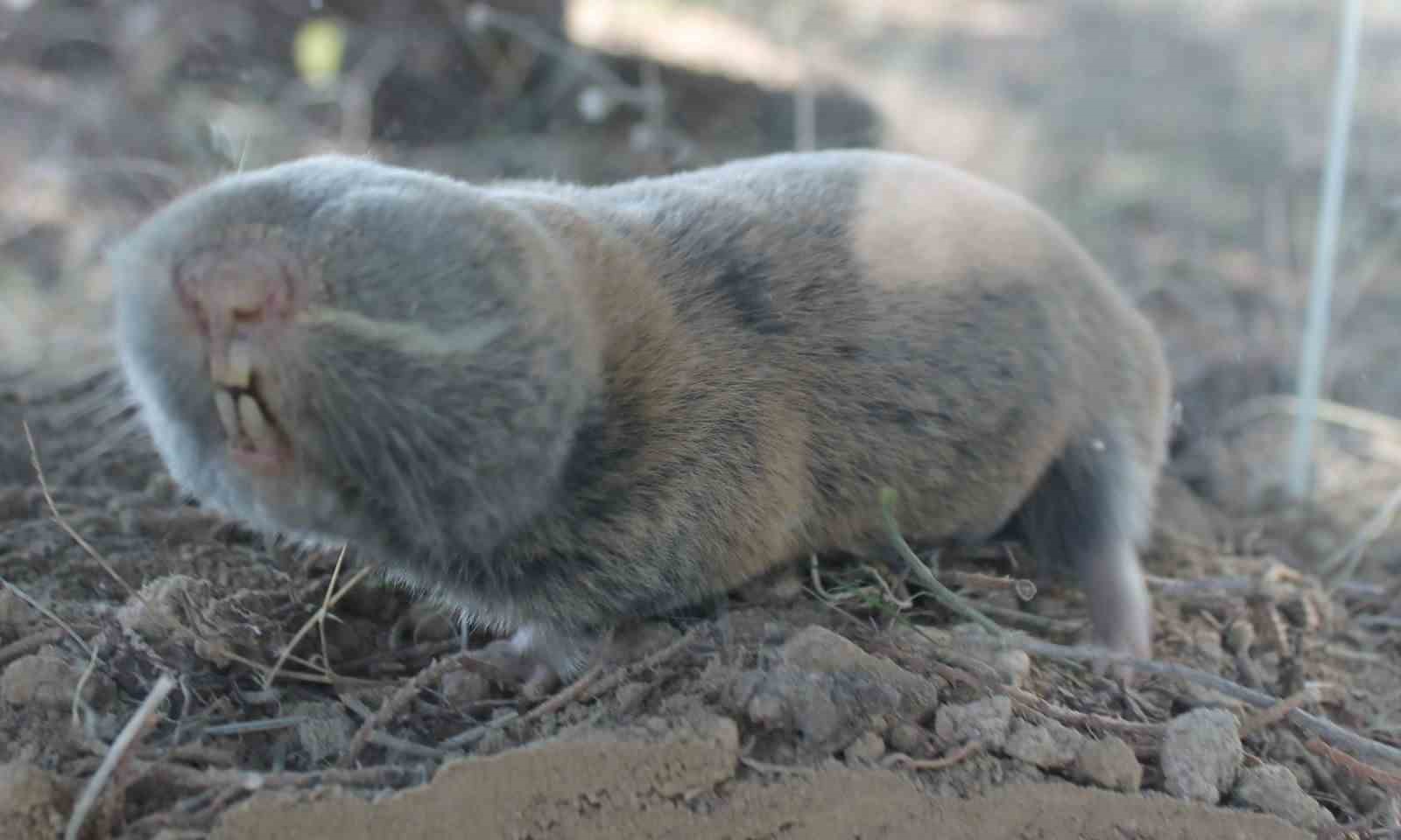 &Uuml;&ccedil; yeni endemik fare t&uuml;r&uuml; keşfedildi
