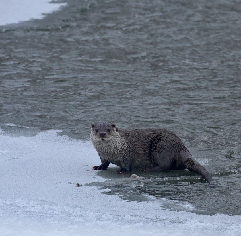 Muş&rsquo;ta buz tutan Karasu Nehri&rsquo;nde su samuru g&ouml;r&uuml;nt&uuml;lendi
