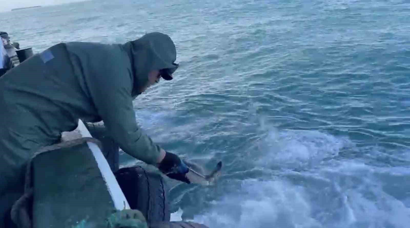 &Ccedil;anakkale&rsquo;de balık&ccedil;ılar ağlarına takılan caretta carettayı kurtardılar
