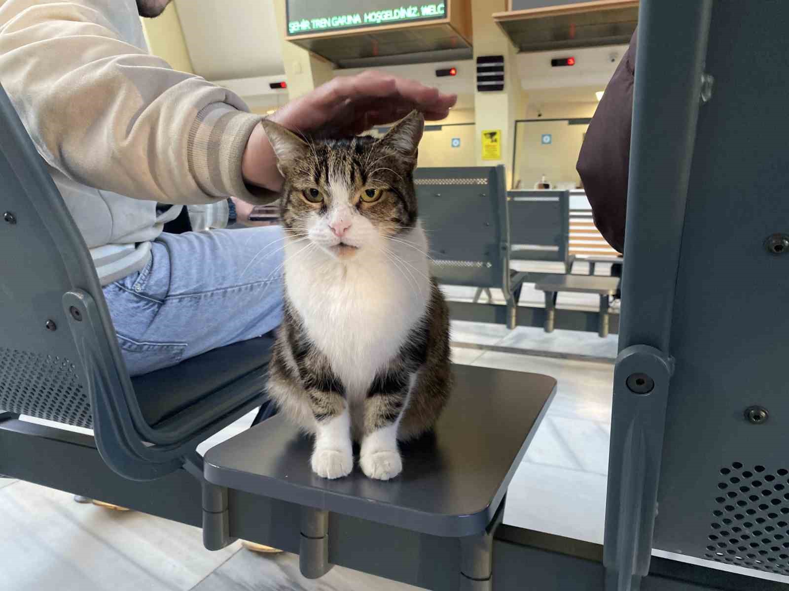 &Ccedil;atıda mahsur kalmış gibi bağırıp gen&ccedil;lerle oynayan kedi yine aynısını yaptı
