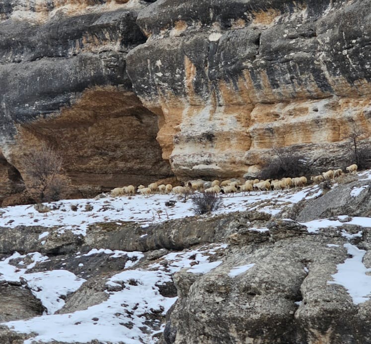 Bin 600 rakımda s&uuml;r&uuml;lerin yolculuğu kamerada
