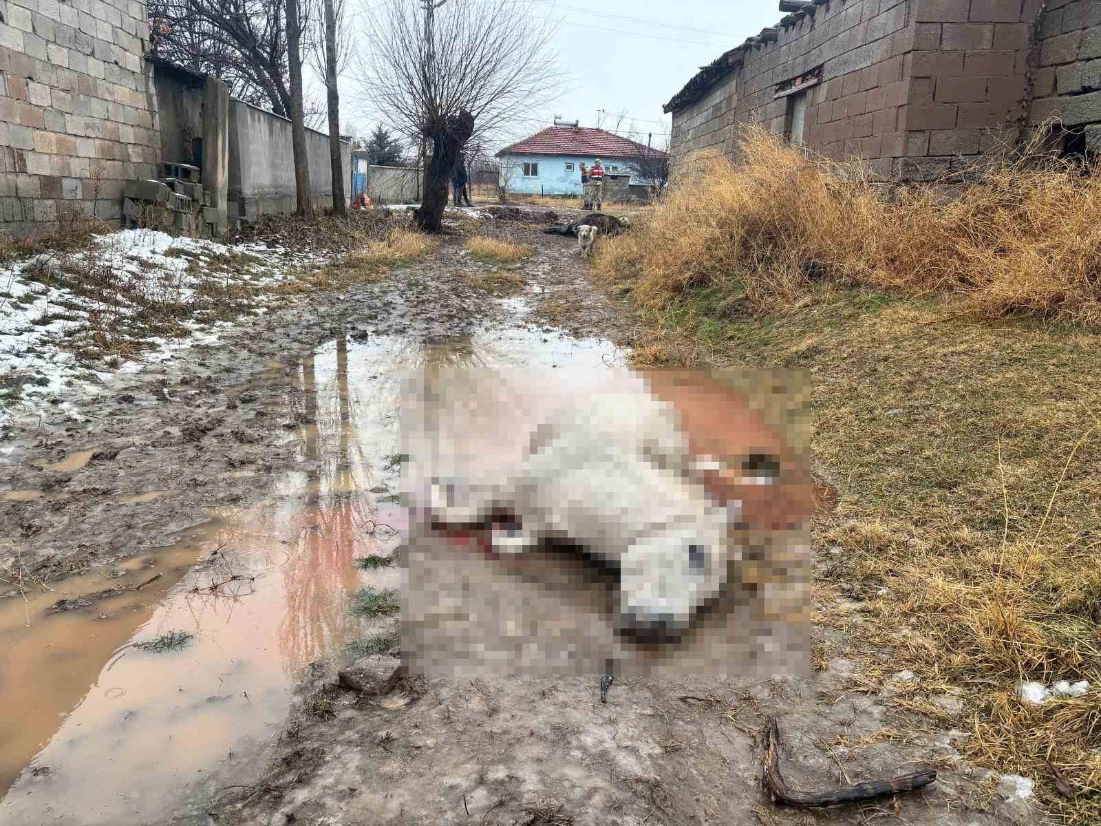 Erzincan’da at ve eşek silahla katledildi