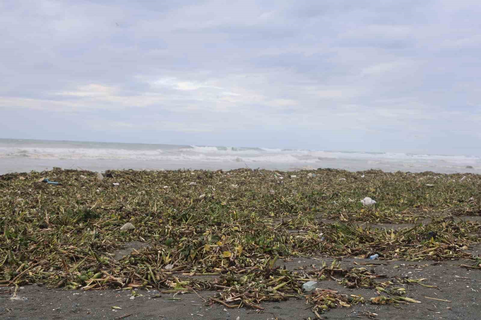 Asi nehrini istila eden su sümbülleri kuvvetli yağışla birlikte Akdeniz kıyısını yeşile bürüdü