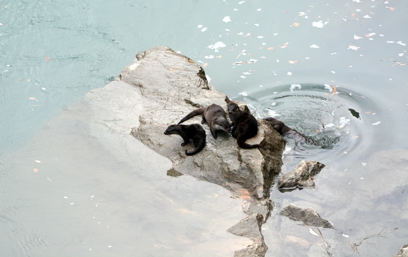 Fırat Nehri’nde 4 su samuru görüntülendi