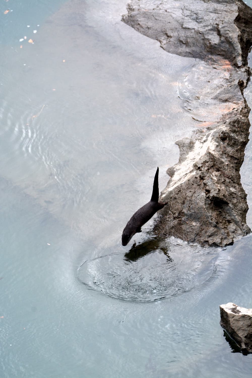 Fırat Nehri&rsquo;nde 4 su samuru g&ouml;r&uuml;nt&uuml;lendi
