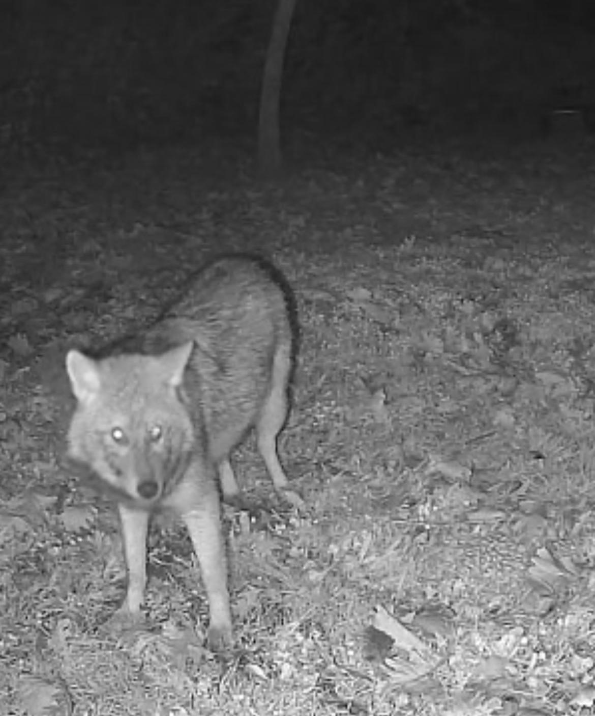 Terkos G&ouml;l&uuml; kıyısında gece s&uuml;rprizi: Karavan kamp&ccedil;ısının kamerasına kurt yansıdı
