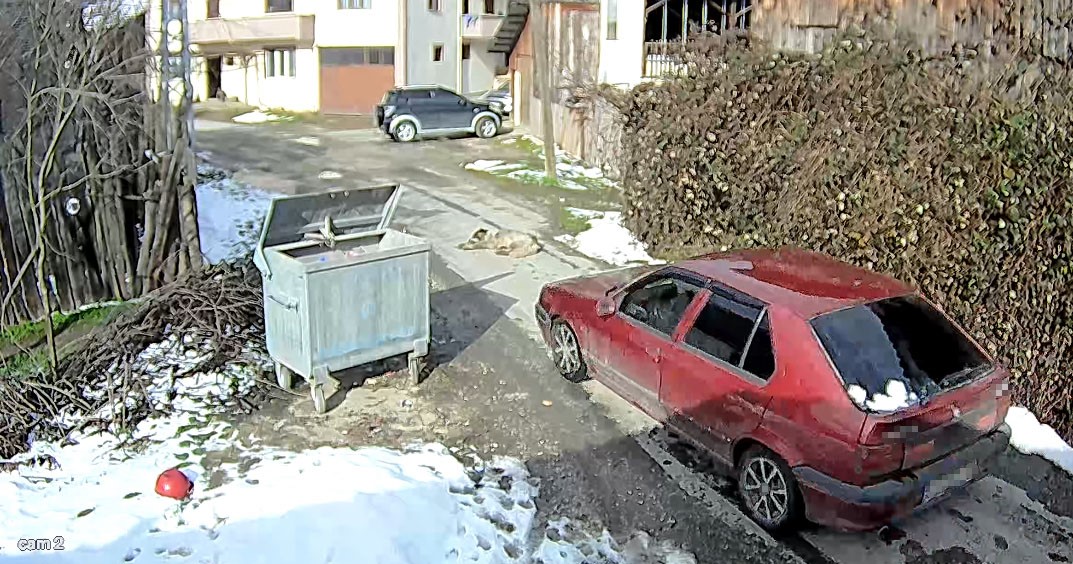 K&ouml;peği ezen s&uuml;r&uuml;c&uuml; yakalandı
