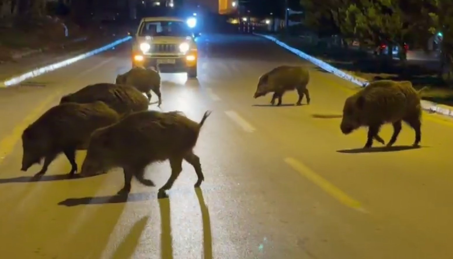 Kuşadası’nda domuzlar şehri mesken tuttu