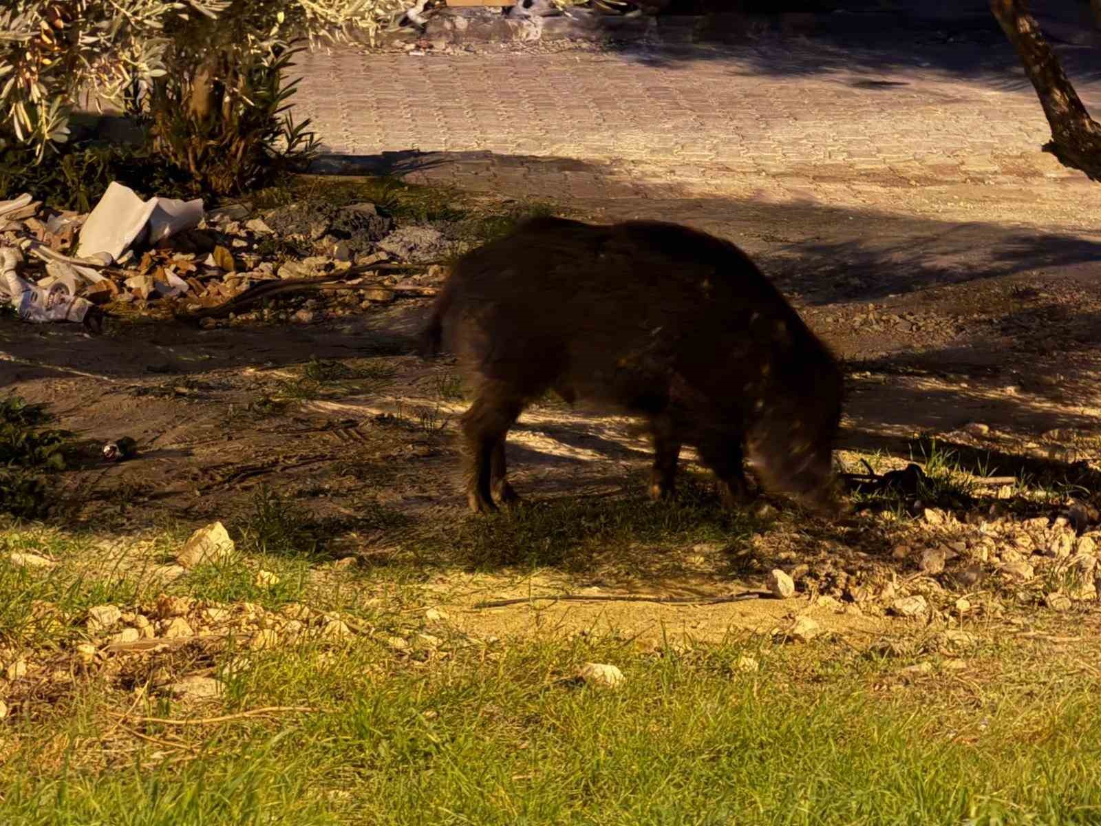 Kuşadası&rsquo;nda domuzlar şehri mesken tuttu
