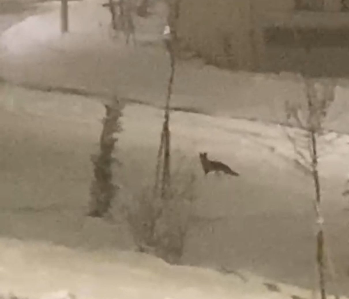 Aç kalan tilki şehir merkezine indi