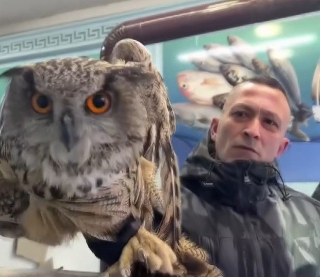 Erzincan’da soğuktan bitkin düşen baykuş vatandaşların duyarlılığıyla kurtarıldı