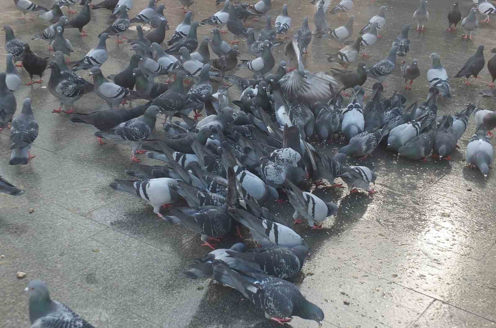 Burhaniye&rsquo;de g&uuml;vercinler imece ile besleniyor
