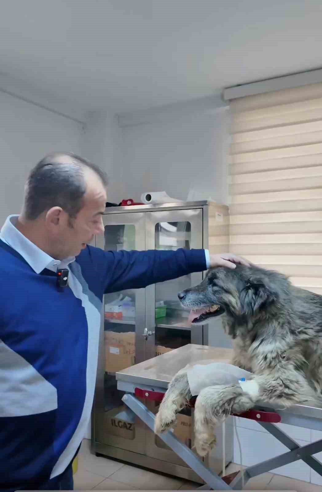 Bolu&rsquo;da ezilen k&ouml;peğin r&ouml;ntgeninden 400 sa&ccedil;ma &ccedil;ıktı:
