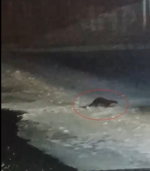 Buz tutan &Ccedil;oruh&rsquo;ta su samuru heyecanı: Vatandaşlar "gel gel" diye seslendi
