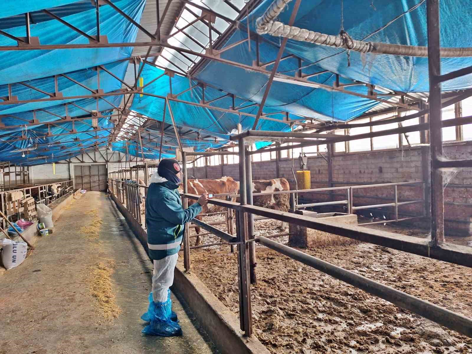 Tavşanlı’da hayvancılık işletmelerine yönelik besilik hayvan kapasite tespit çalışması