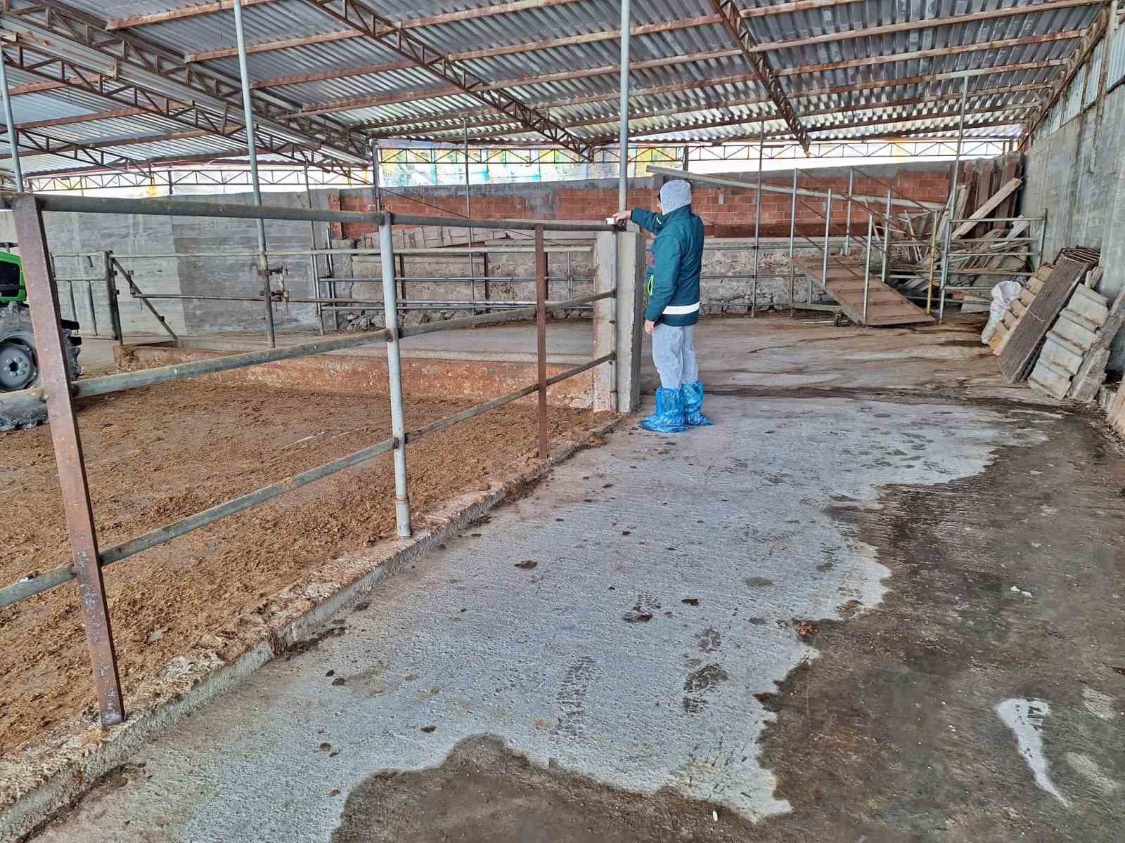 Tavşanlı&rsquo;da hayvancılık işletmelerine y&ouml;nelik besilik hayvan kapasite tespit &ccedil;alışması
