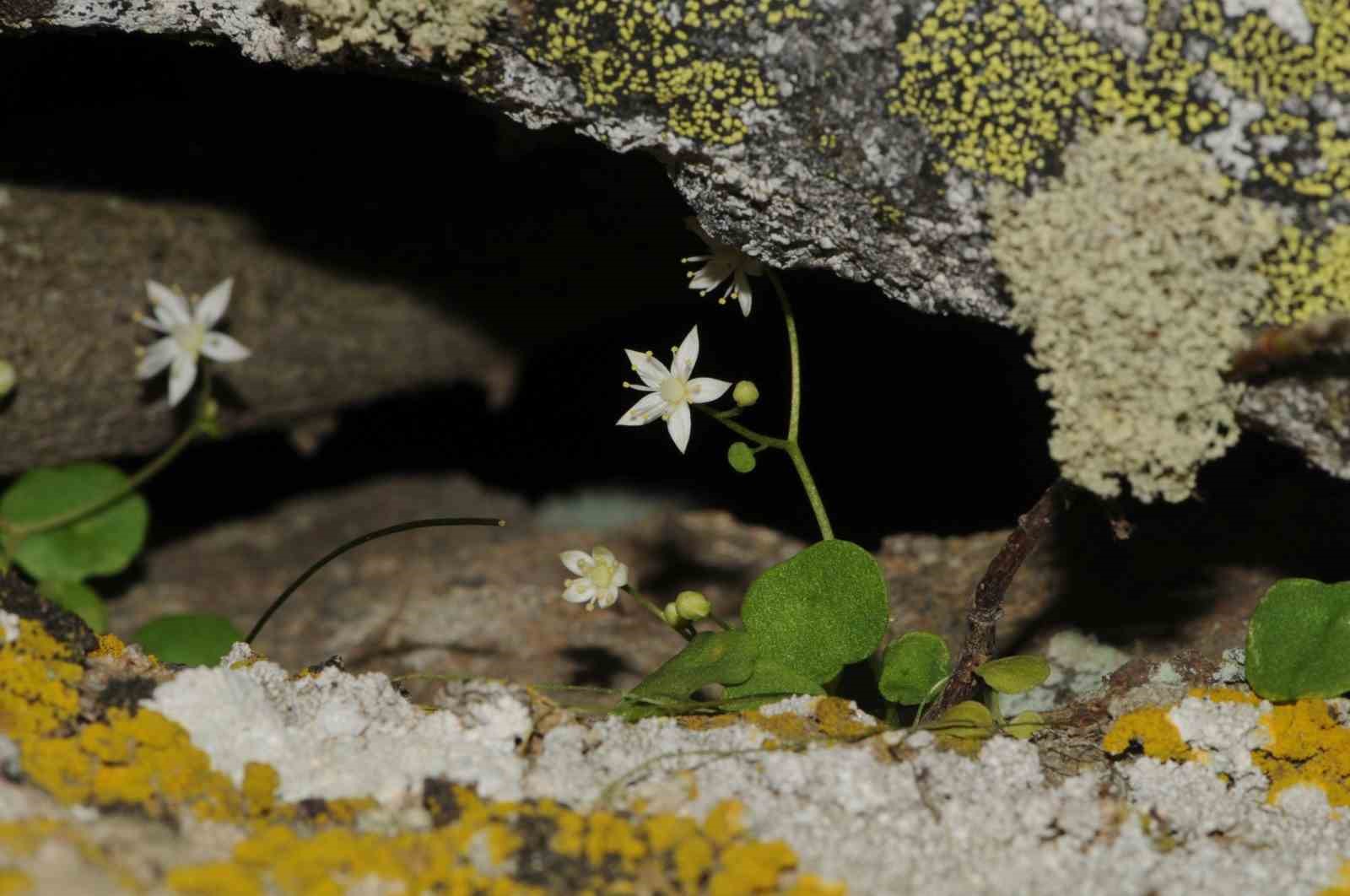 İzmir&rsquo;de yeni bitki t&uuml;r&uuml; keşfedildi
