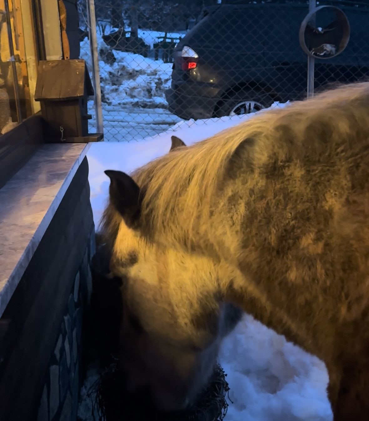 Yabani yılkı atları evine kadar geldi, ortaya samimi anlar &ccedil;ıktı: "Hoş geldiniz"
