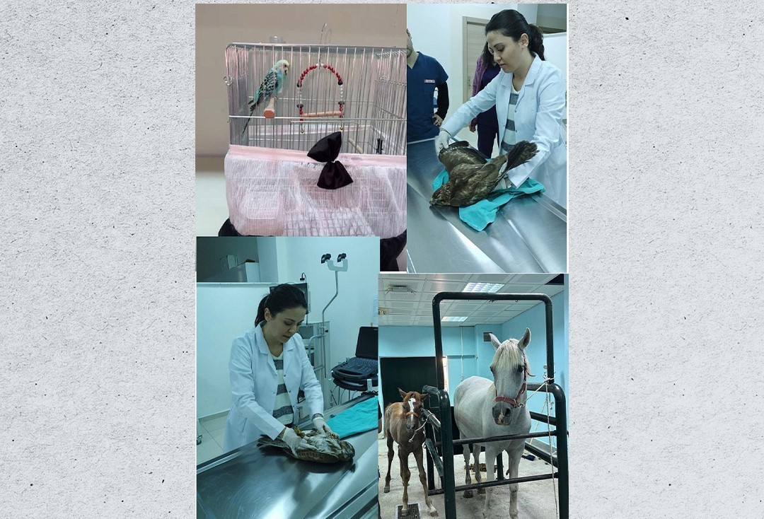 Veteriner Fak&uuml;ltesinde 3 bin hayvana şifa
