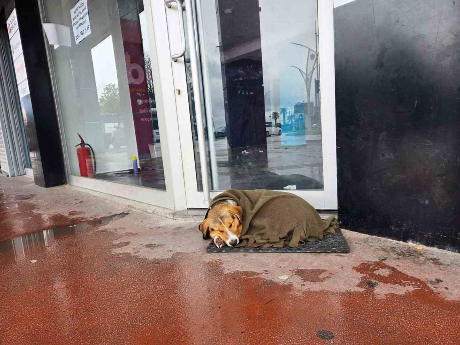 İ&ccedil; ısıtan hareket: Soğuktan titreyen k&ouml;peği şalla sardılar
