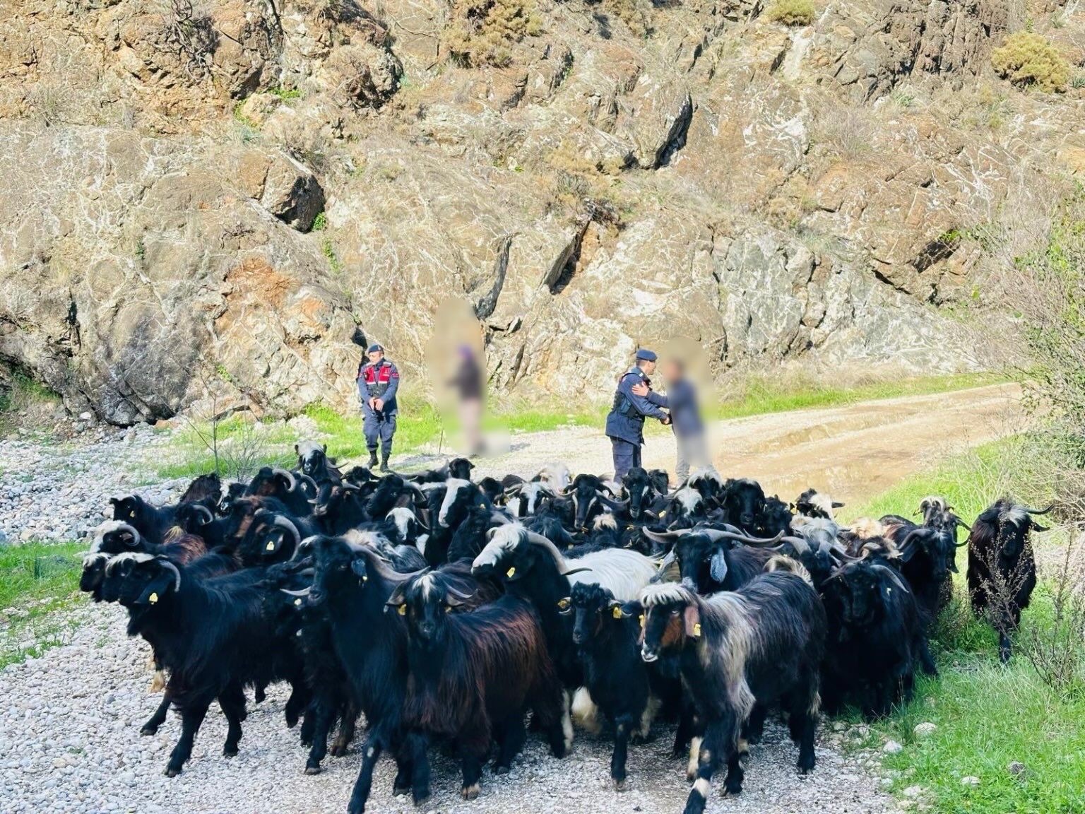 Antalya&rsquo;da kaybolan 55 k&uuml;&ccedil;&uuml;kbaş hayvan jandarma ekiplerince bulundu
