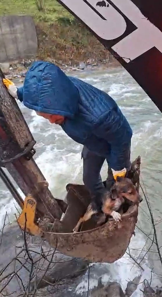 Dereli&rsquo;de derede mahsur kalan k&ouml;pek belediye ekiplerince kurtarıldı
