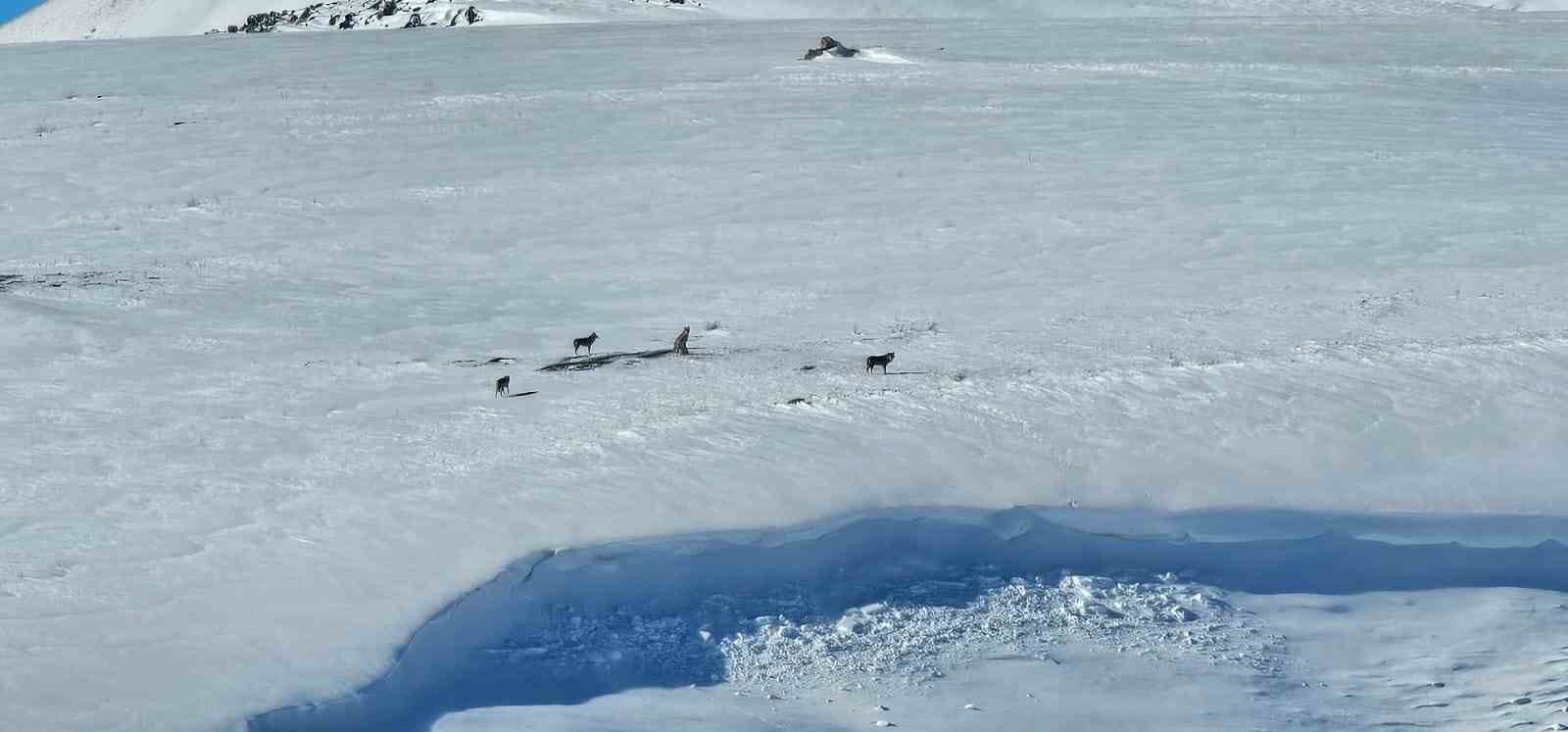 Aydınlar beldesinde kurt sürüsü görüntülendi