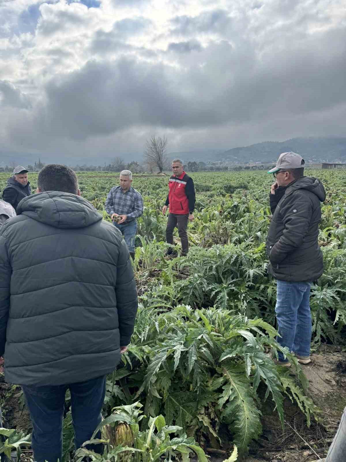 Enginar tarlaları incelendi, üreticiler TARSİM hakkında bilgilendirildi