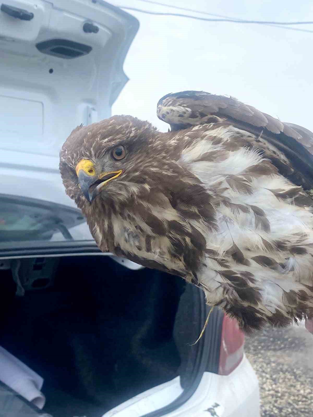 Yaralı şahin koruma altına alındı