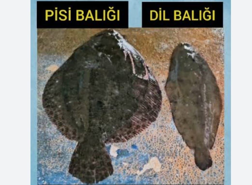 Kuşadası&rsquo;nda dil ve pisi balığı avcılığına ge&ccedil;ici yasak
