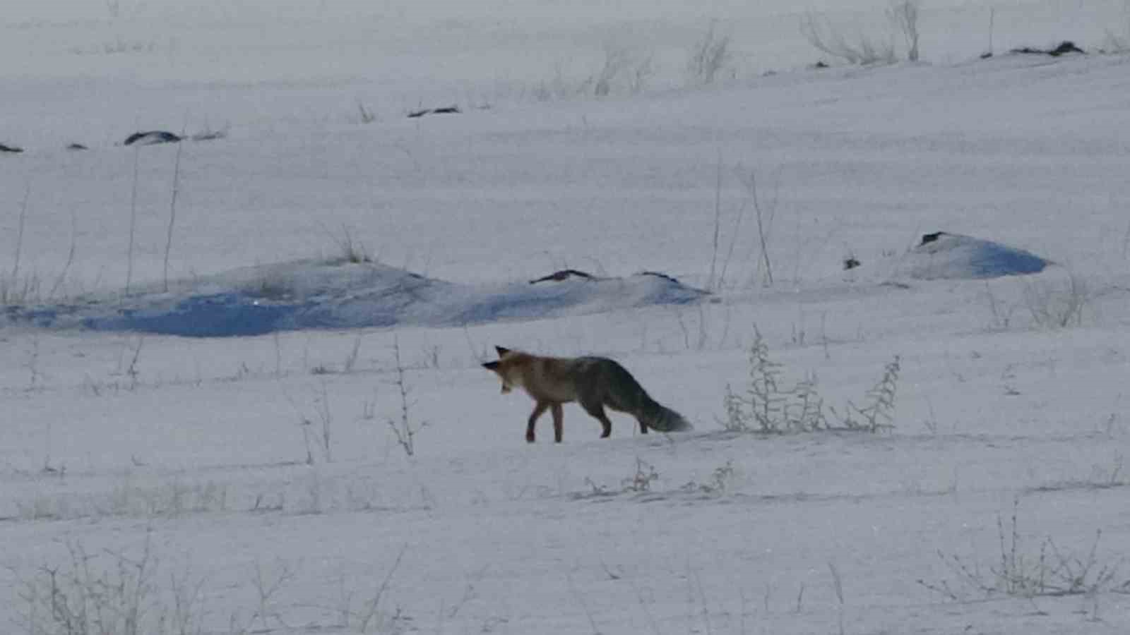 Van&rsquo;da tilkilerin kar altındaki fare avı g&ouml;r&uuml;nt&uuml;lendi
