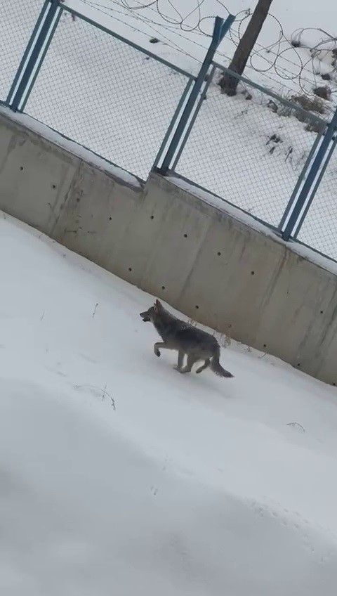 Kontrols&uuml;z bırakılan gıdalar kurtların dengesini bozdu, kurtlar yerleşim yerlerine inmeye başladı
