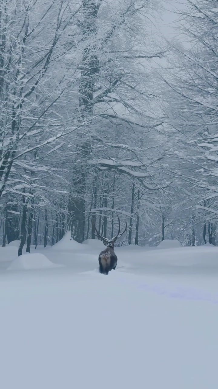 Karla kaplı Kartepe’de kızıl geyik güzelliği