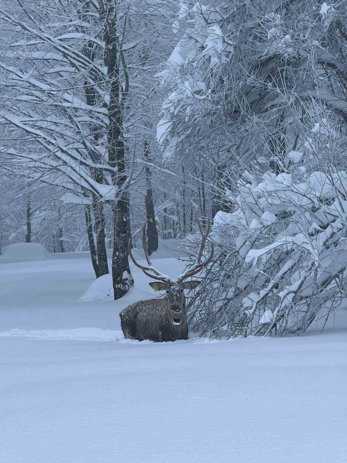 Karla kaplı Kartepe’de kızıl geyik güzelliği