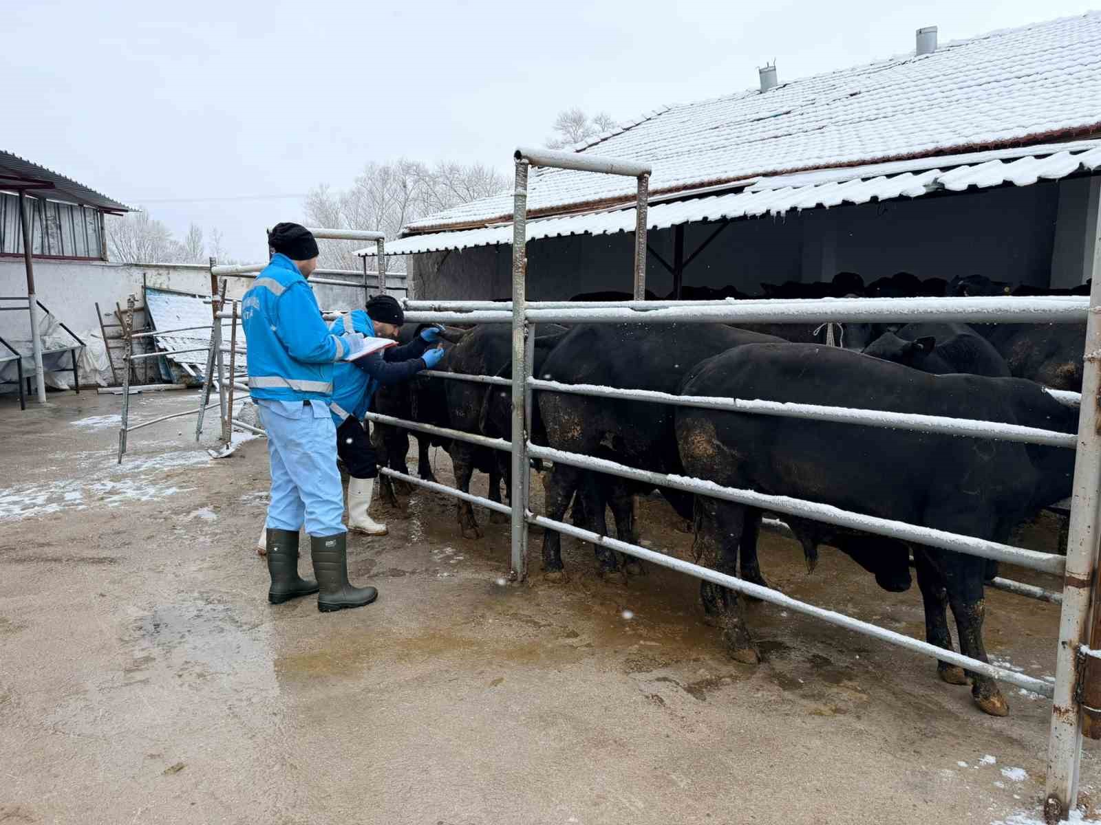 K&uuml;tahya&rsquo;da ithal besilik erkek sığırlar i&ccedil;in millileştirme &ccedil;alışmaları s&uuml;r&uuml;yor
