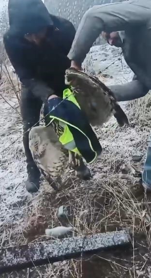 Artvin’de tellere takılan baykuşu İl Özel İdaresi ekipleri kurtardı