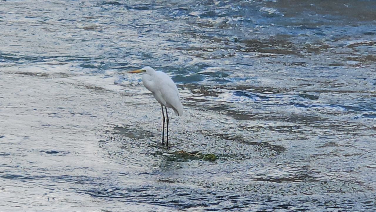 Tohma &Ccedil;ayı&rsquo;nı mesken tutan balık&ccedil;ıl kuşu ilgi g&ouml;r&uuml;yor
