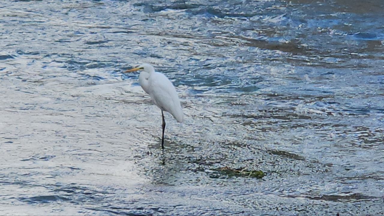 Tohma Çayı’nı mesken tutan balıkçıl kuşu ilgi görüyor