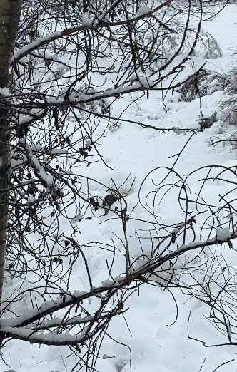 Tunceli&rsquo;de beyaz &ouml;rt&uuml; &uuml;zerinde nadir anlar: Nesli tehlike altındaki su samuru kamerada
