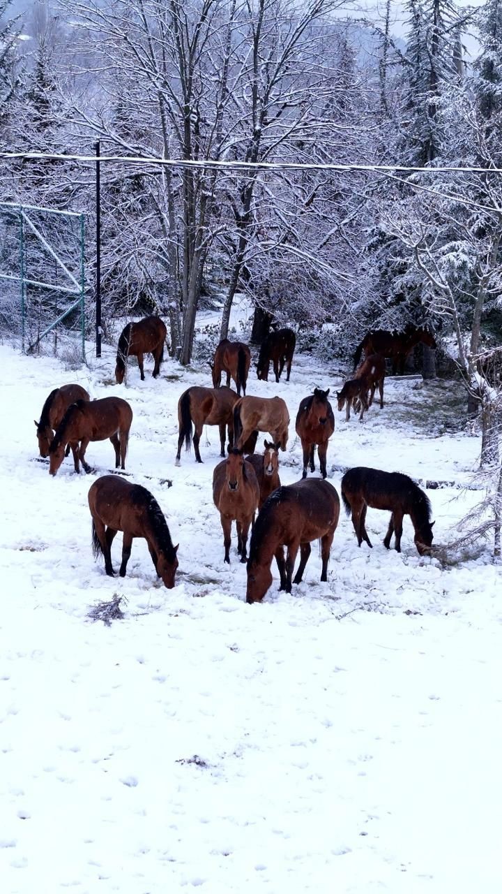 Bolu&rsquo;da şehir merkezine inen yılkı atlarını belediye ekipleri besledi
